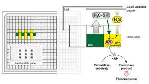 Schema des MTO Assays